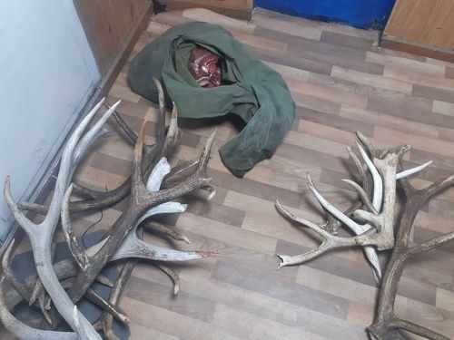 Партию маральих рог изъяли у жителя Тувы