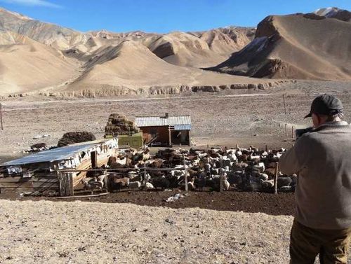 «Чаа сорук»: 8 бывших осужденных Барун-Хемчика получат по 200 баранов 