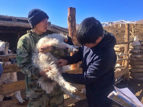 «Бриллиант» тувинского овцеводства