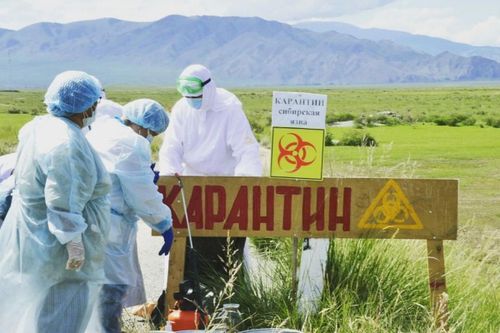 В Туве состояние пяти пациентов с подтвержденным диагнозом сибирской язвы уже ближе к удовлетворительному