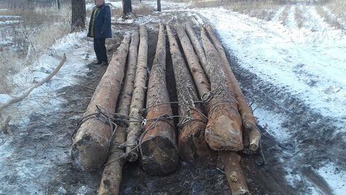 В Туве задержали «черных» лесорубов