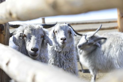 В Туве будет открыт селекционно-племенной центр России 