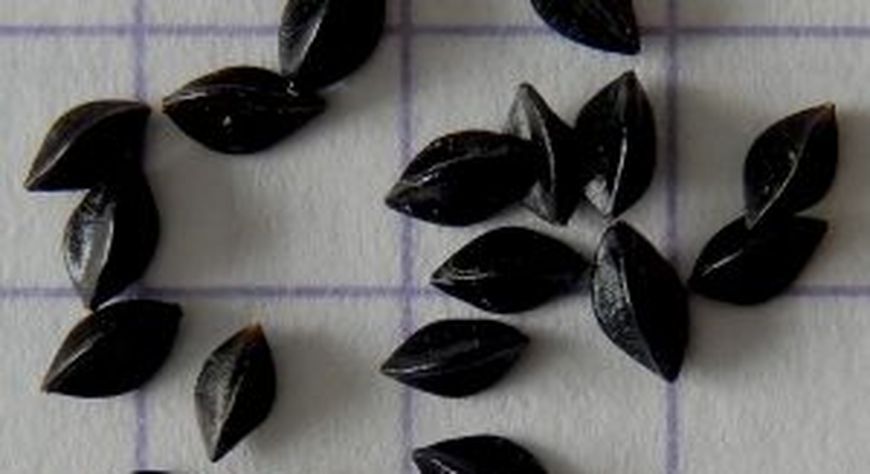 Россельхознадзор разъясняет экспортёрам из Тувы жёсткие фитосанитарные требования Монголии к зерну