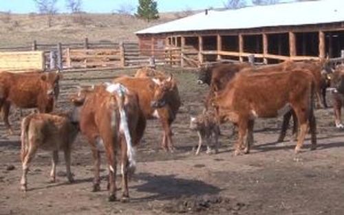 На приграничной территории Тувы проверили соблюдение правил содержания сельхозживотных