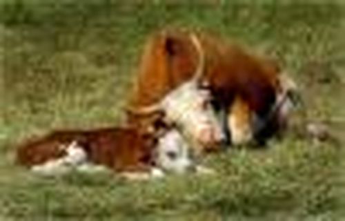 Корова-кормилица: проект стал народным