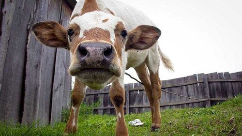 Проект «Корова-кормилица» будет расширен и пополнится новыми участниками