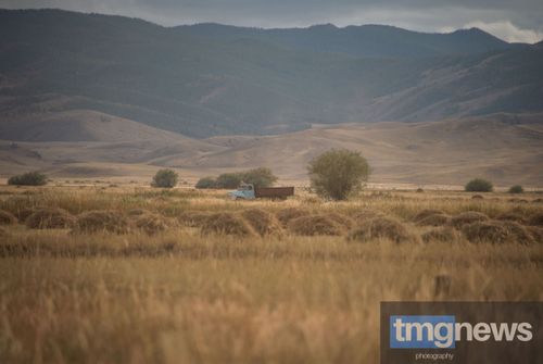 В Туве план по заготовке кормов выполнен на 98,9%