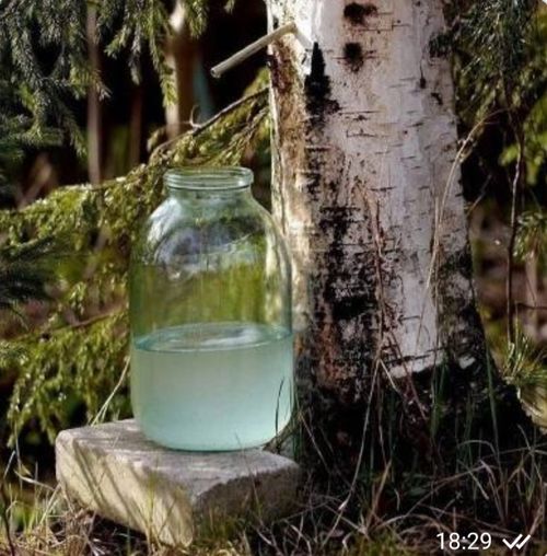 Хадың суу — кадыкшылдың хандызы