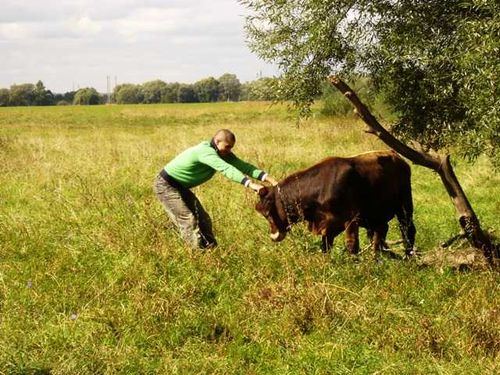 В Туве со свободного выпаса пропадает скот