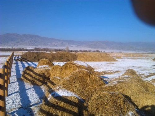 В Улуг-Хемском районе завершили подготовку к зимовке скота