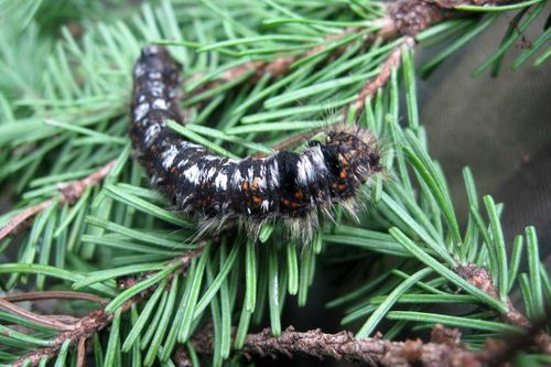 Сибирский шелкопряд лютует в Туве. Очаги продолжают увеличиваться