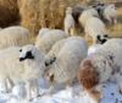 Началась окотная кампания