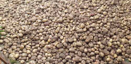 Подворье в подспорье или проект «Социальный картофель» 