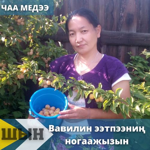 Вавилин ээтпээниң ногаажызы