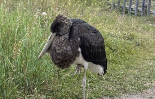 Тувинское отделение РГО взяло под контроль черного аиста из Тарыса