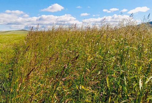 А зной ей по нраву…