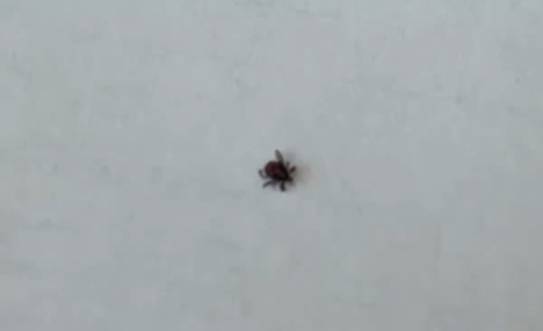 Роспотребнадзор Тувы предупреждает о втором сезоне активности клещей