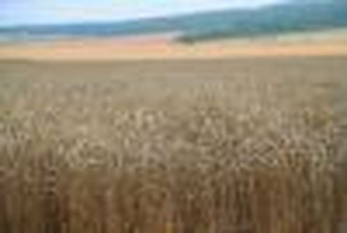 Сельхозугодья Тувы: сохранить и приумножить