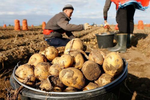 851 тонна картофеля собрана участниками губернаторского проекта «Народный картофель»