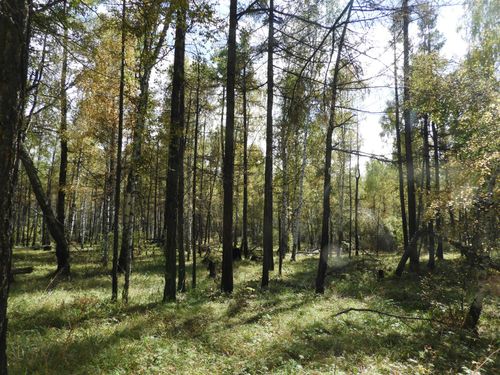 В ТУВЕ ПРОВЕДЕНА НАЗЕМНАЯ АКТУАЛИЗАЦИЯ  РЕЕСТРОВ ЛЕСНЫХ УЧАСТКОВ