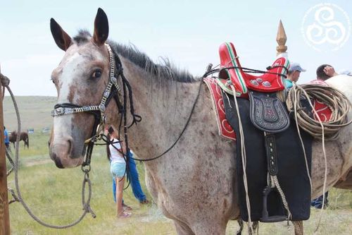Три главных правила конского снаряжения
