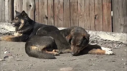 Бүрүткеттинмээн ыттарның ээлери торгаалга онаажыр