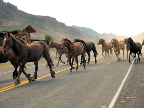 Айыыл чок мал кадады