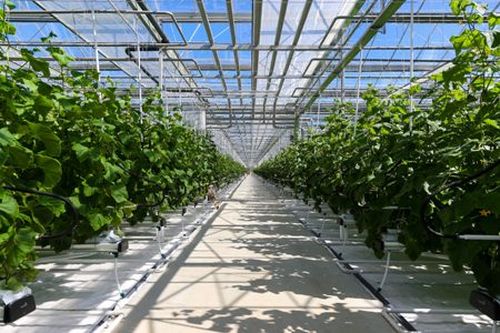 Тепличный комплекс будет расположен на территории Агропромышленного парка