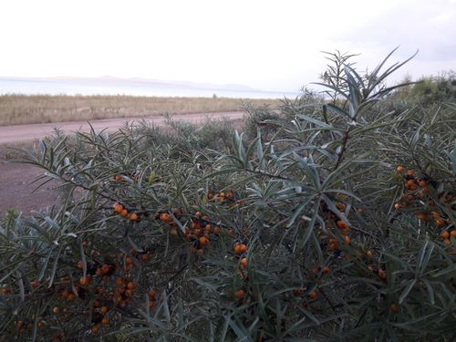 «Жидкое золото» Аксы-Барлыка