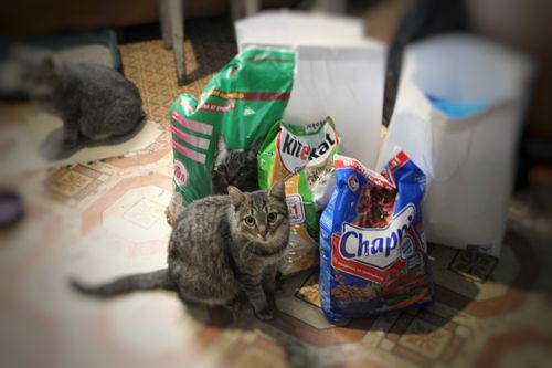 Почтовики помогли группе помощи бездомным животным в Туве