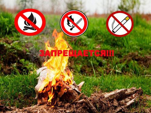 Особый противопожарный режим: в десяти районах Тувы запрещено посещение лесов