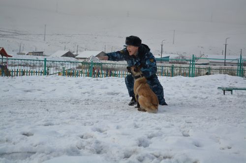 Бельгийские овчарки узкой специальности. Каким «наукам» кинологи обучают служебных собак?