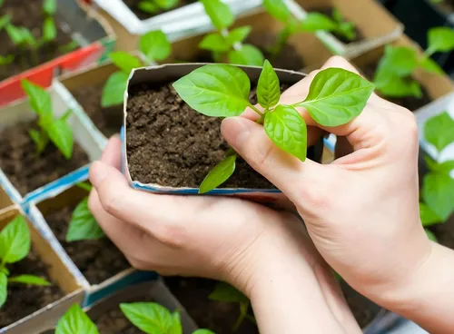 Ногаа өзүмнерин өстүрери