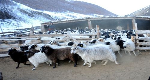 Кышка белеткел адакталган