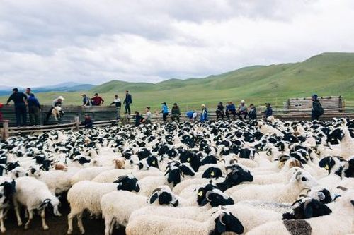 ГУБЕРНАТОРСКИЙ ПРОЕКТ "ЧАА СОРУК"