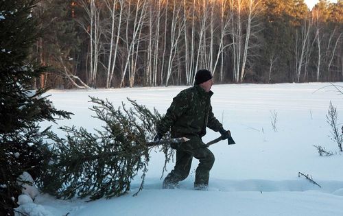В Туве проходит акция «Елочка, живи!»