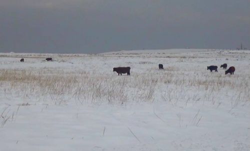 В Тандинском и Эрзинском районах выявлены факты бесконтрольного выпаса скота