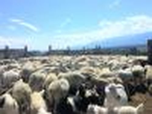 Лучшему стойбищу — полмиллиона