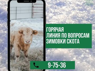 Открыта «горячая линия» по вопросам зимовки скота