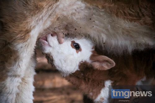 В Туве окотная кампания проходит в штатном режиме