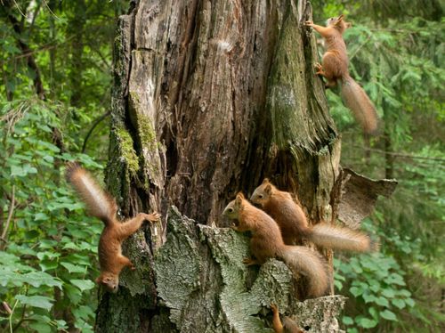 ТООЛЧУРГУ БОЛГАШ ТӨӨГҮ ЧУГААЛАР