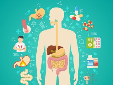 Бесперебойная работа желудочно-кишечного тракта — это основа здорового организма