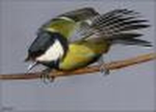 В птичьих домиках стало теплее