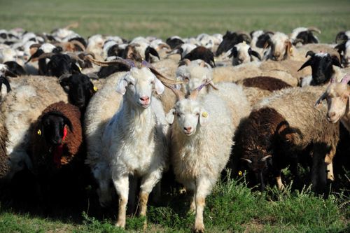 Вакцинация скота в Туве: ветеринары сталкиваются с недопониманием животноводов