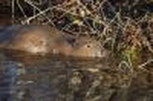 Инженеры дикой природы