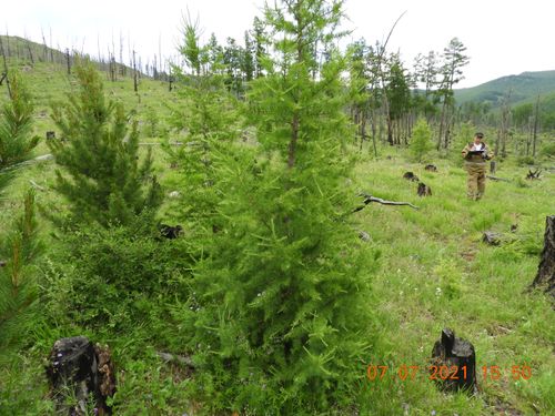 Работы по инвентаризации фонда лесовосстановления в Туве завершены