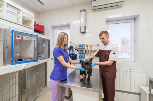 В России наращивают объемы производства ветеринарных препаратов