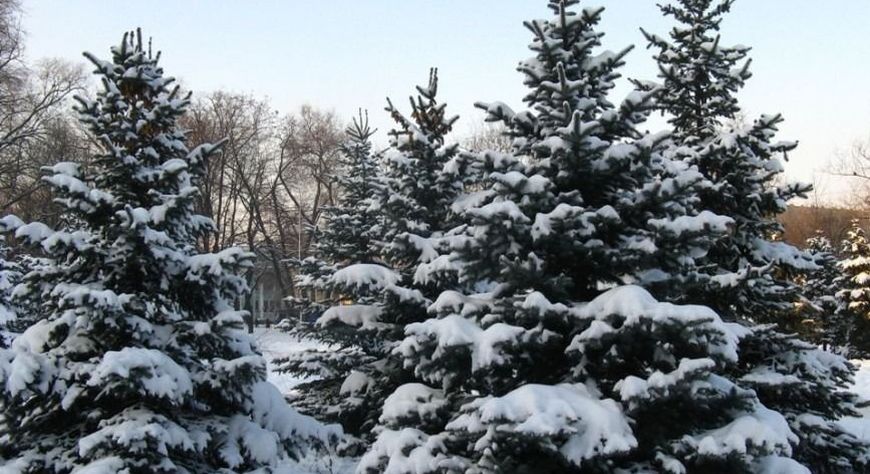 Полмиллиона хвойных