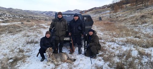 В Дзун-Хемчикском районе продолжается активная борьба с серыми хищниками