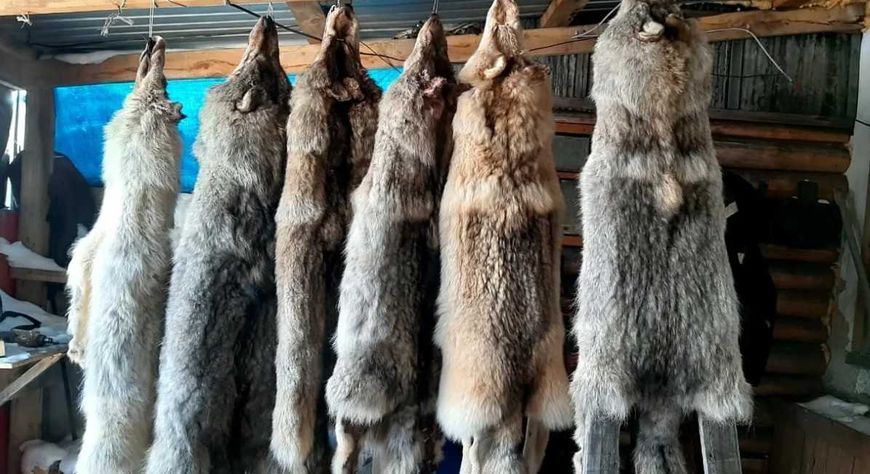 В Туве принимают шкуры волка за 7 тысяч рублей
